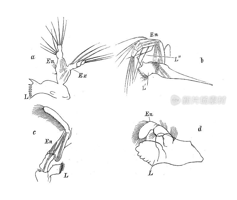 古董生物动物学图像:下颌骨:卡拉努斯，海螺，Nebalia, Astacus